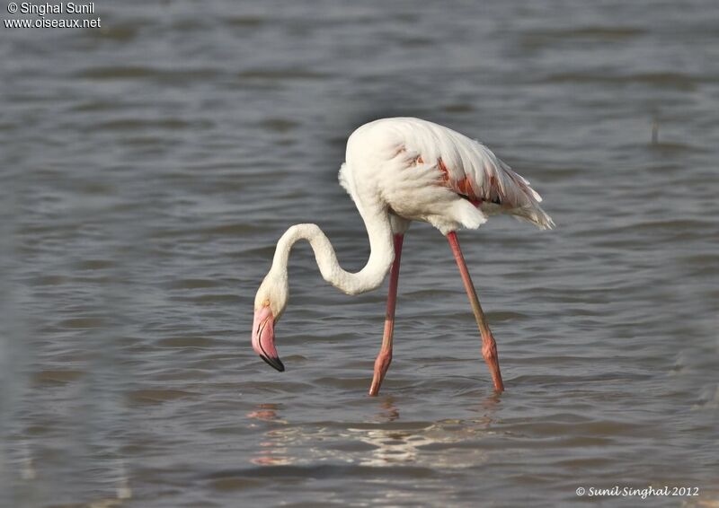 Greater Flamingoadult, identification, Behaviour