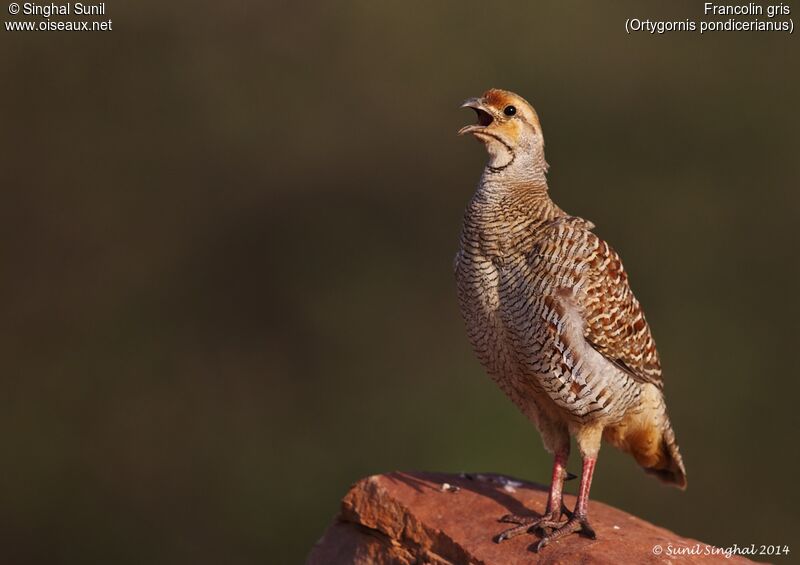 Francolin grisadulte, identification, Nidification