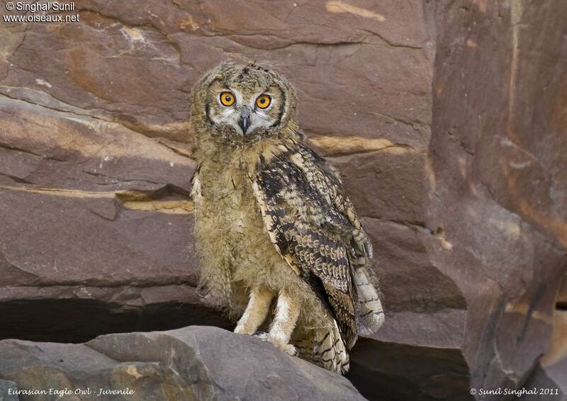 Eurasian Eagle-Owljuvenile, identification