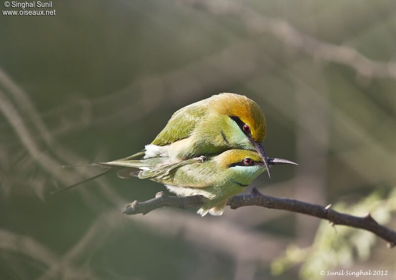 Green Bee-eater , identification, Behaviour