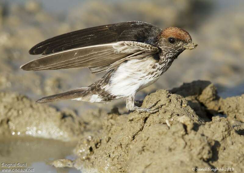 Streak-throated Swallow, aspect, pigmentation, Reproduction-nesting
