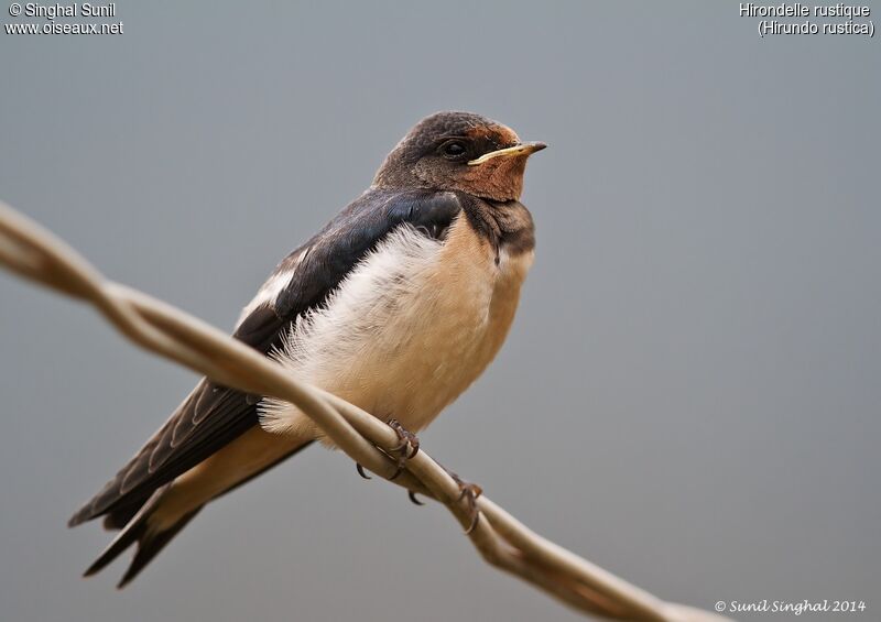 Barn Swallowjuvenile, identification