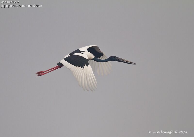 Black-necked Stork male adult, Flight