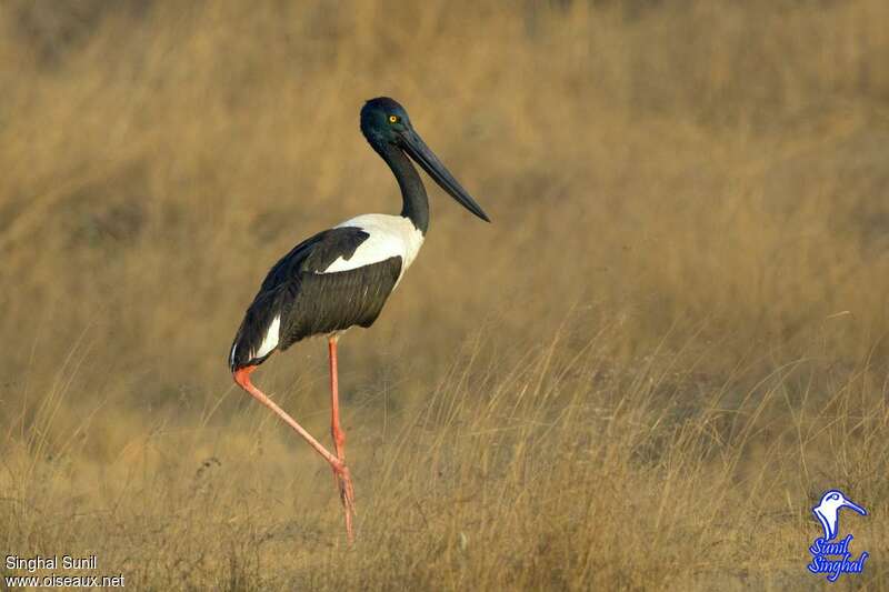 Black-necked Stork female adult, Behaviour