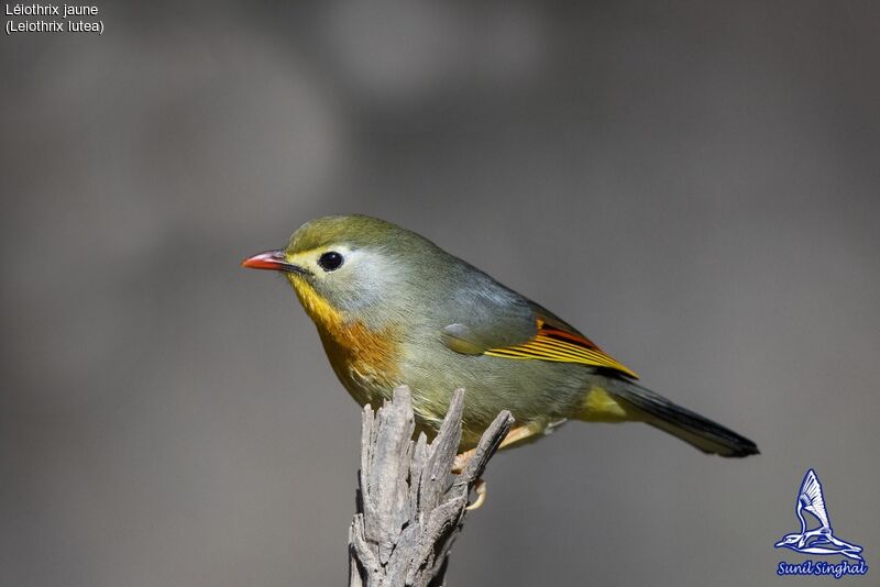 Red-billed Leiothrix male adult, identification