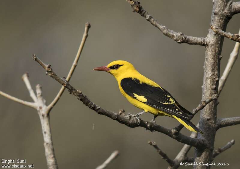 Indian Golden Oriole male adult, identification