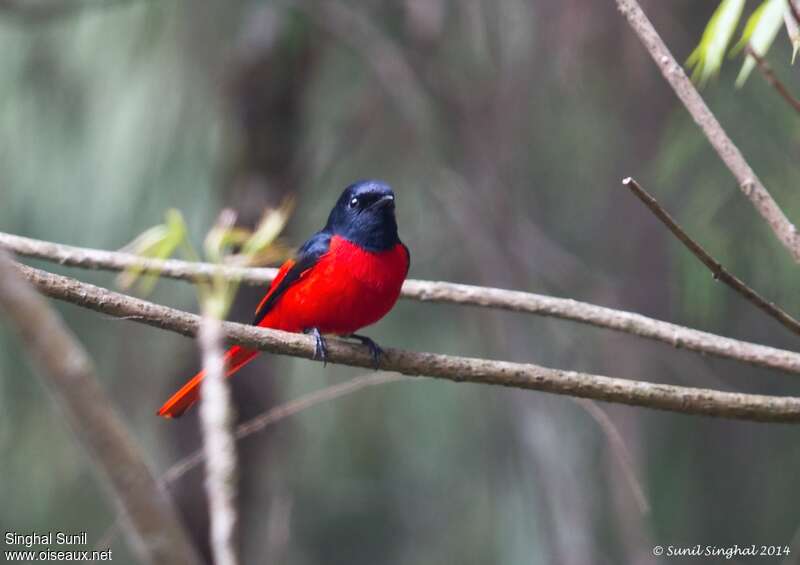 Long-tailed Minivet male adult