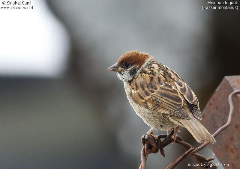 Eurasian Tree Sparrow male adult, identification