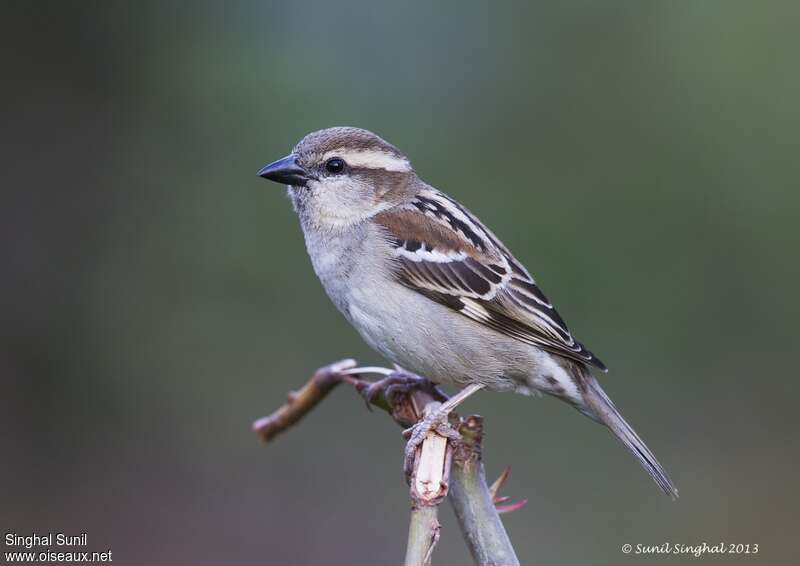 Russet Sparrow female adult breeding, identification