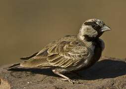 Ashy-crowned Sparrow-Lark