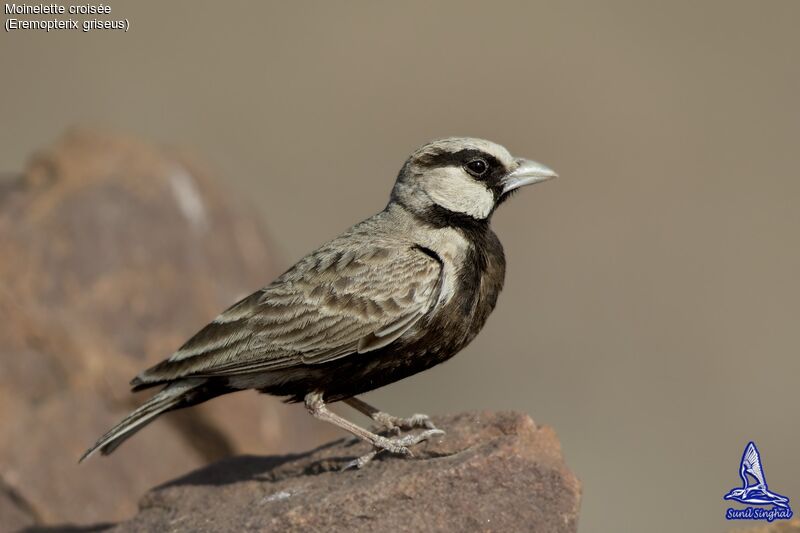 Ashy-crowned Sparrow-Lark male adult, close-up portrait