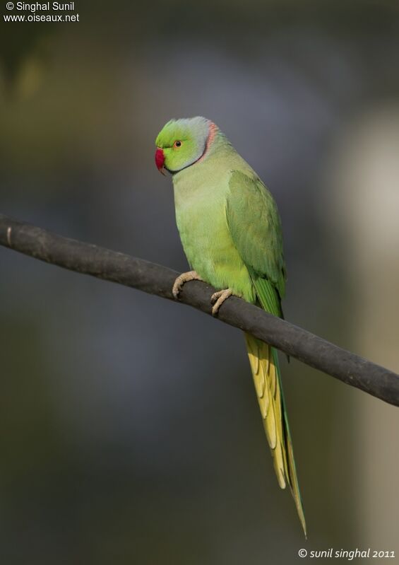 Rose-ringed Parakeet male adult, identification