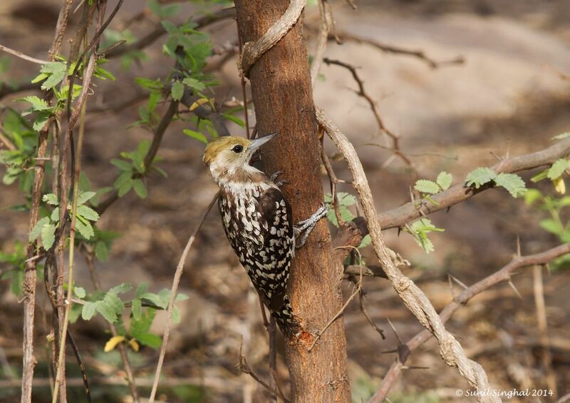 Yellow-crowned Woodpecker female adult, identification