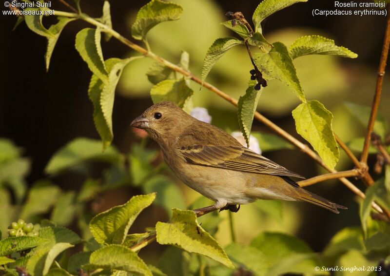 Common Rosefinch female adult, identification