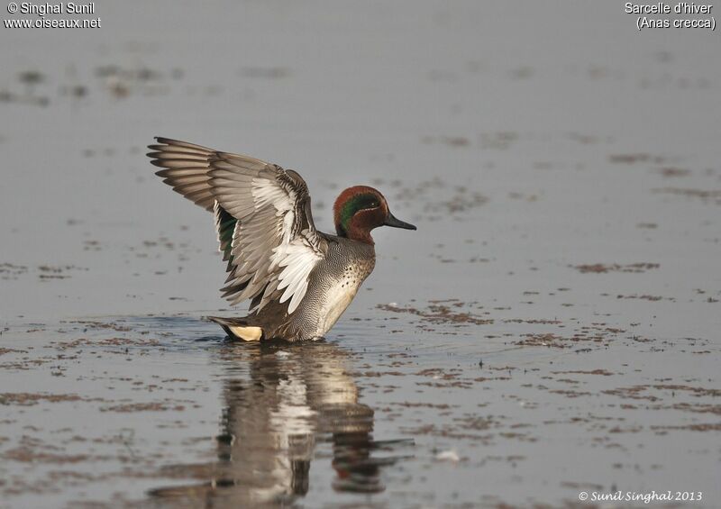 Eurasian Teal male adult, identification, Reproduction-nesting