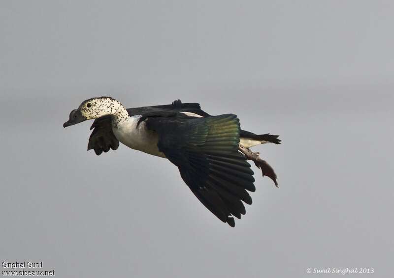 Comb Duck male adult transition, Flight