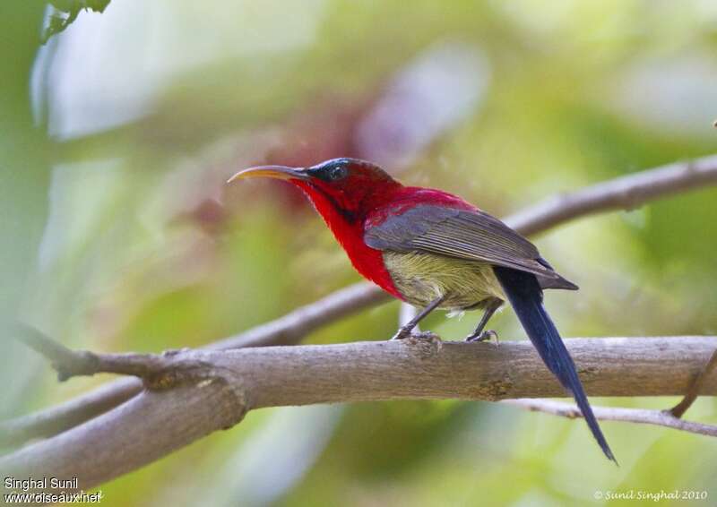 Crimson Sunbird male adult, identification