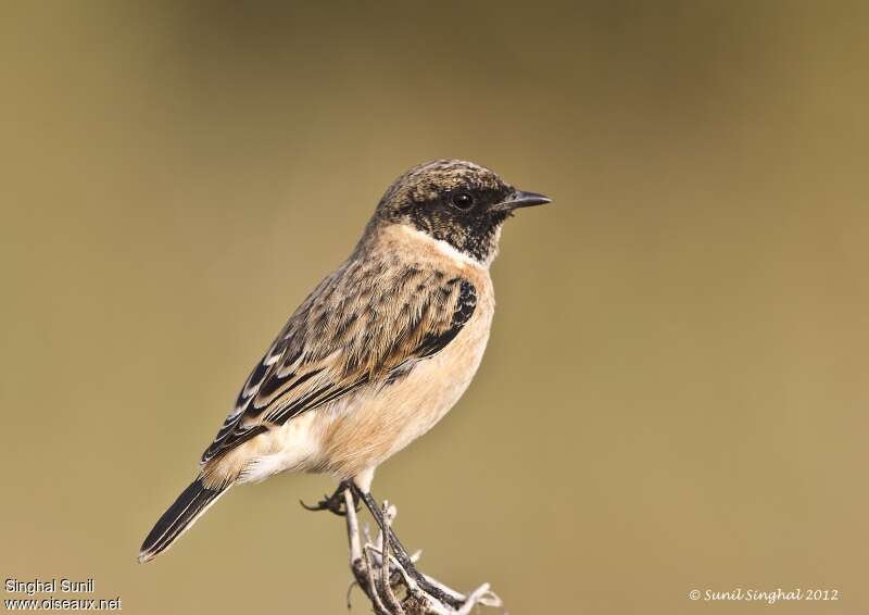 Siberian Stonechat male adult transition