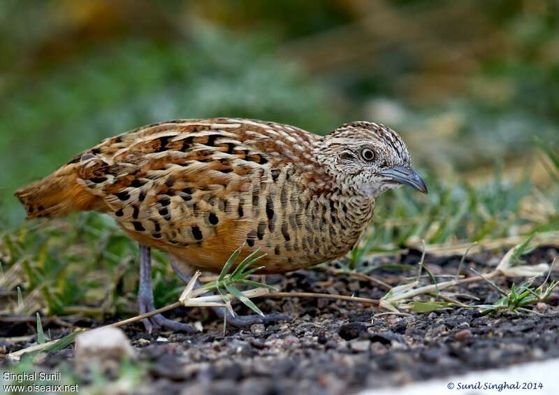 Barred Buttonquail female adult, identification