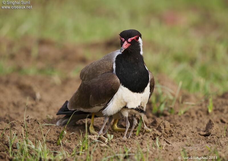 Red-wattled Lapwing female adult, identification, Reproduction-nesting, Behaviour