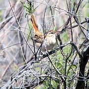 Rufous-tailed Scrub Robin