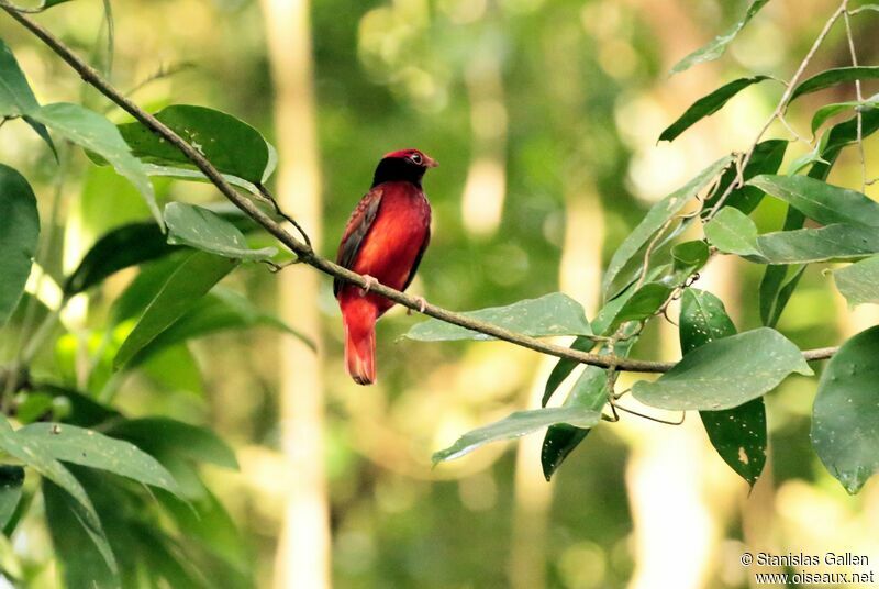 Guianan Red Cotinga male adult