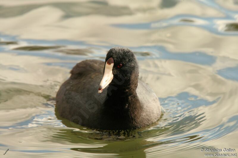 American Cootadult transition, swimming