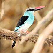Blue-breasted Kingfisher