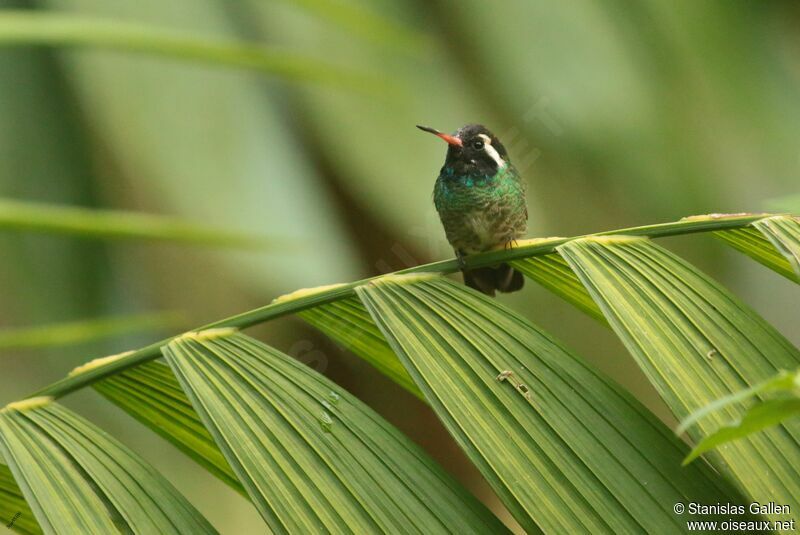 White-eared Hummingbird male adult breeding