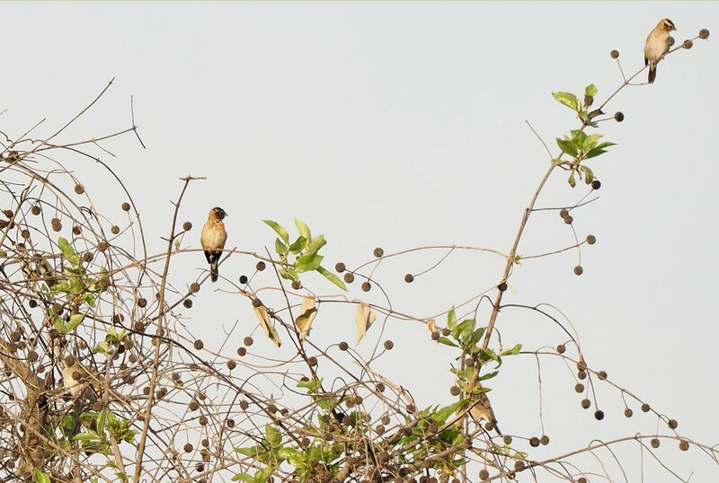 Exclamatory Paradise Whydah male adult transition