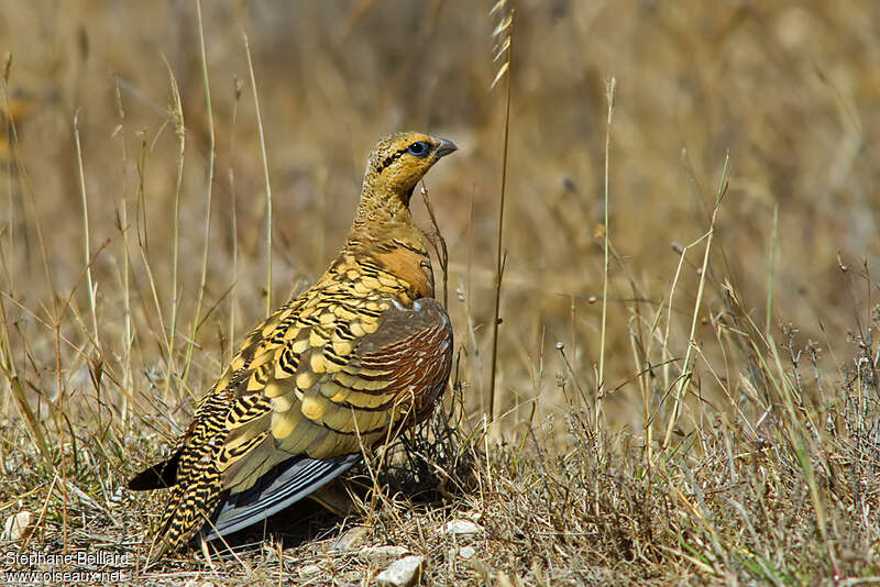Pin-tailed Sandgrouse male adult, aspect, pigmentation