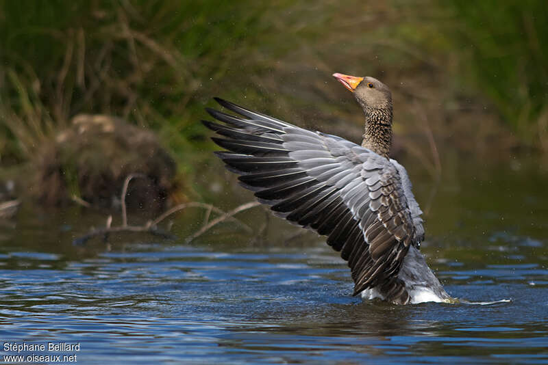 Greylag Goose, Flight, Behaviour