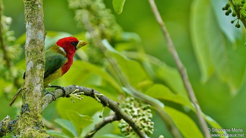 Red-headed Barbet male adult