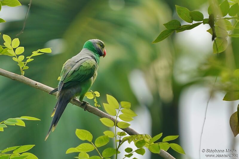 Layard's Parakeet male adult
