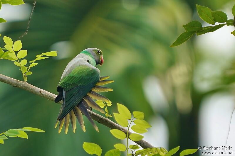 Layard's Parakeet male adult