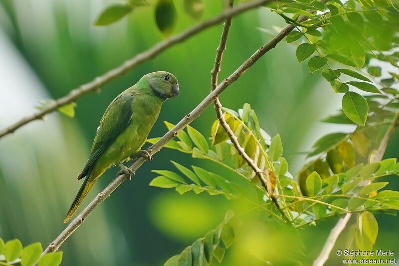 Layard's Parakeet female adult