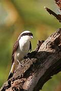 Grey-backed Fiscal