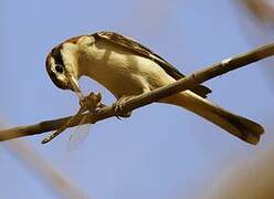 Woodchat Shrike