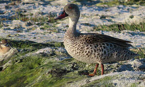 Cape Teal