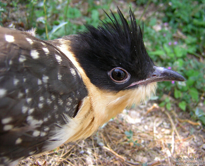 Great Spotted Cuckoo, close-up portrait