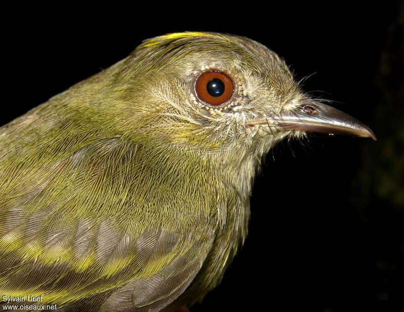 Yellow-crowned Elaeniaadult, close-up portrait