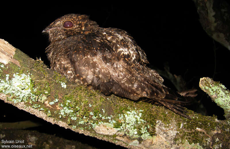 Short-tailed Nighthawk, identification