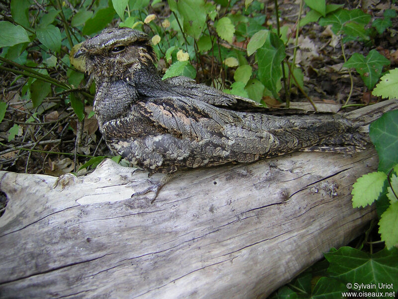 European Nightjar female adult, identification