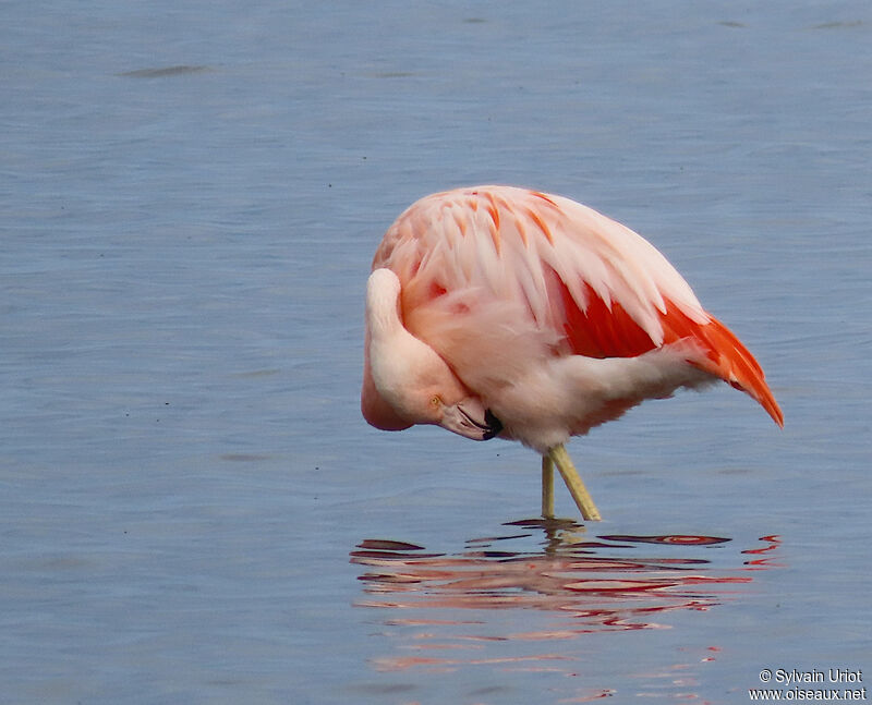 Chilean Flamingoadult