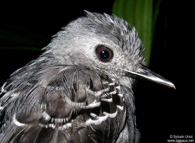 Common Scale-backed Antbird male adult