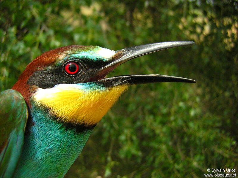 European Bee-eater male adult, close-up portrait