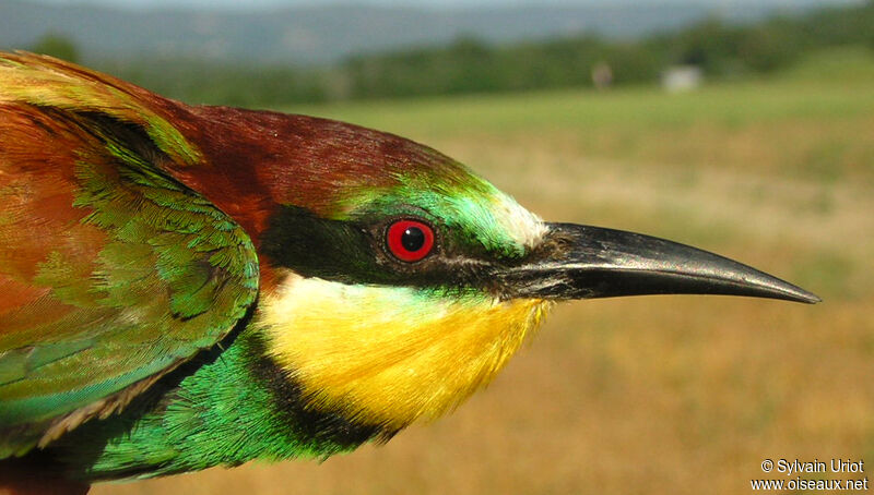 European Bee-eater female adult, close-up portrait
