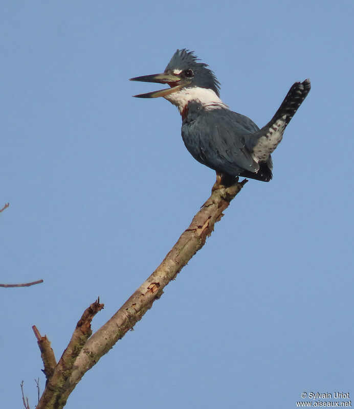 Ringed Kingfisher male adult