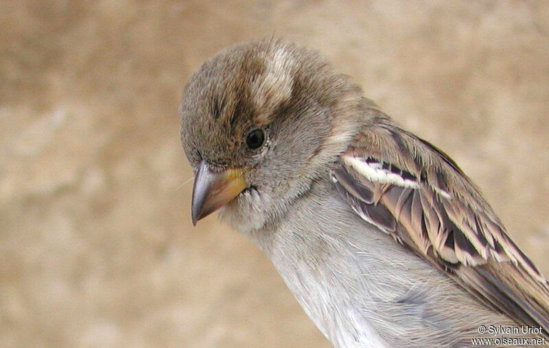 House Sparrow female adult, close-up portrait