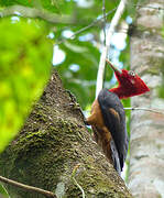 Red-necked Woodpecker